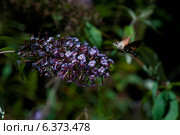 Hummingbird moth on a buddleia bush. Стоковое фото, агентство Ingram Publishing / Фотобанк Лори
