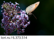 Butterfly on a buddleia bush. Стоковое фото, агентство Ingram Publishing / Фотобанк Лори