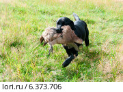 A hunting dog with two dead pheasants on the ground. Стоковое фото, агентство Ingram Publishing / Фотобанк Лори