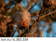 Cacoon in a tree. Стоковое фото, агентство Ingram Publishing / Фотобанк Лори