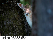 A deer in a woodlands. Стоковое фото, агентство Ingram Publishing / Фотобанк Лори