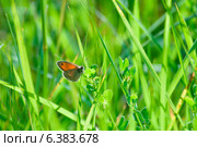 A butterfly. Стоковое фото, агентство Ingram Publishing / Фотобанк Лори