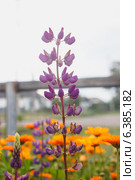 Люпин. Lupinus. Стоковое фото, фотограф Иван Карпов / Фотобанк Лори