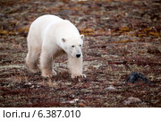 Polar bear (Ursus maritimus), Churchill, Manitoba, Canada. Стоковое фото, агентство Ingram Publishing / Фотобанк Лори