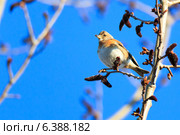 Юрок, Fringilla montifringilla, Brambling. Стоковое фото, фотограф Василий Вишневский / Фотобанк Лори