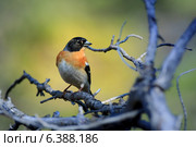 Юрок, Fringilla montifringilla, Brambling. Стоковое фото, фотограф Василий Вишневский / Фотобанк Лори