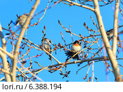 Юрок, Fringilla montifringilla, Brambling. Стоковое фото, фотограф Василий Вишневский / Фотобанк Лори