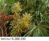 Плодоносящая китайская веерная пальма (Trachycarpus fortunei (Hook.) H.Wendl.) Стоковое фото, фотограф Ирина Борсученко / Фотобанк Лори