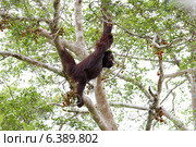Bornean orangutan looking at fruits. Стоковое фото, агентство Ingram Publishing / Фотобанк Лори