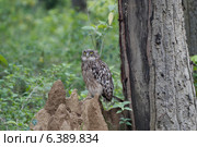 Brown fish owl on termite mound. Стоковое фото, агентство Ingram Publishing / Фотобанк Лори