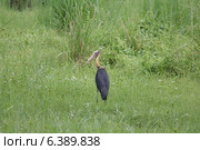 Lesser adjutant stork waiting for prey. Стоковое фото, агентство Ingram Publishing / Фотобанк Лори