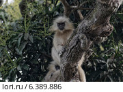 Golden langur watching. Стоковое фото, агентство Ingram Publishing / Фотобанк Лори
