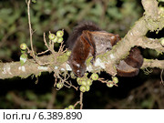 Red Giant flying squirrel eating figs. Стоковое фото, агентство Ingram Publishing / Фотобанк Лори