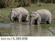 Tuskless asian elephant bulls drinking water. Стоковое фото, агентство Ingram Publishing / Фотобанк Лори
