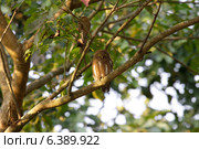 Asian barred owlet roosting. Стоковое фото, агентство Ingram Publishing / Фотобанк Лори
