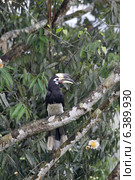 Oriental pied hornbill on roosting tree. Стоковое фото, агентство Ingram Publishing / Фотобанк Лори