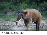 Asian elephant bull in musth cooling off with water. Стоковое фото, агентство Ingram Publishing / Фотобанк Лори