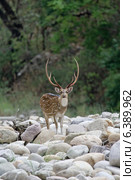 Chital deer in new hard antler. Стоковое фото, агентство Ingram Publishing / Фотобанк Лори