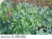 Рута душистая (лат. Ruta graveolens) Стоковое фото, фотограф Елена Коромыслова / Фотобанк Лори
