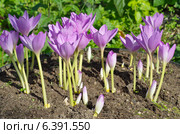 Цветущий безвременник (лат. Colchicum) Стоковое фото, фотограф Елена Коромыслова / Фотобанк Лори