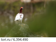 Куропатка белая, Lagopus lagopus, Willow ptarmigan. Стоковое фото, фотограф Василий Вишневский / Фотобанк Лори