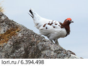 Куропатка белая, Lagopus lagopus, Willow ptarmigan. Стоковое фото, фотограф Василий Вишневский / Фотобанк Лори