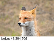 Портрет худого, промокшего лиса (Vulpes vulpes) Владивосток. Стоковое фото, фотограф Некрасов Андрей / Фотобанк Лори
