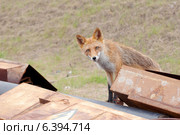 Любопытный мокрый, худой и голодный лис (Vulpes vulpes) выглядывает из-за швейлеров, Владивосток. Стоковое фото, фотограф Некрасов Андрей / Фотобанк Лори