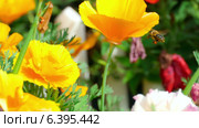 Калифорнийские маки (Eschscholzia californica) Стоковое видео, видеограф Игорь Жоров / Фотобанк Лори