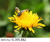 Helophilus pendulus, семейство мухи журчалки (Syrphidae) на цветке одуванчика. Стоковое фото, фотограф Григорий Писоцкий / Фотобанк Лори