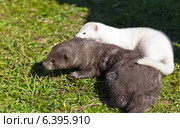 Две норки играют на траве (лат. Mustela lutreola) Стоковое фото, фотограф Виктория Катьянова / Фотобанк Лори