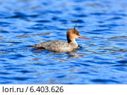 Крохаль длинноносый, Mergus serrator, Red-breasted Merganser. Стоковое фото, фотограф Василий Вишневский / Фотобанк Лори