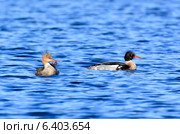 Крохаль длинноносый, Mergus serrator, Red-breasted Merganser. Стоковое фото, фотограф Василий Вишневский / Фотобанк Лори