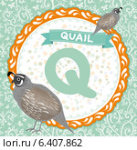 Детский английский алфавит с животными. Q - перепел (quail) Стоковая иллюстрация, иллюстратор Екатерина Перевалова / Фотобанк Лори