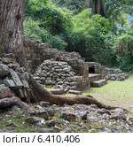 Ruins at an archaeological site, Copan, Copan Ruinas, Copan Department, Honduras (2013 год). Стоковое фото, агентство Ingram Publishing / Фотобанк Лори