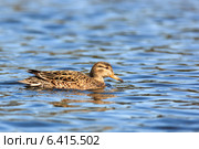 Чирок-свистунок, Anas crecca, Common Teal. Стоковое фото, фотограф Василий Вишневский / Фотобанк Лори
