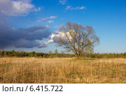 Дерево в поле. Стоковое фото, фотограф Антон Каменский / Фотобанк Лори