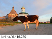 Соловки. Корова зовет теленка. Редакционное фото, фотограф Staryh Luiba / Фотобанк Лори