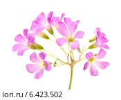 Розовые цветы Кислицы щитковидной (Oxalis corymbosa) Стоковое фото, фотограф Tamara Kulikova / Фотобанк Лори