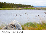 Гага обыкновенная, Somateria molissima, Common Eider. Стоковое фото, фотограф Василий Вишневский / Фотобанк Лори
