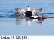 Гага обыкновенная, Somateria molissima, Common Eider. Стоковое фото, фотограф Василий Вишневский / Фотобанк Лори