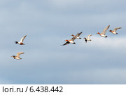 Свиязь, Anas penelope, Eurasian Wigeon. Стоковое фото, фотограф Василий Вишневский / Фотобанк Лори