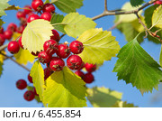 Боярышник обыкновенный  (лат. Crataegus laevigata) на фоне голубого неба. Стоковое фото, фотограф Елена Коромыслова / Фотобанк Лори