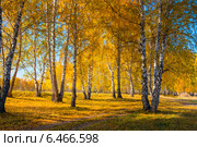 Желтая осенняя березовая роща. Стоковое фото, фотограф Евгений Мухортов / Фотобанк Лори