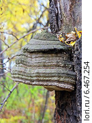 Гриб трутовик настоящий (Fomes fomentarius) на стволе берёзы. Стоковое фото, фотограф Евгений Мухортов / Фотобанк Лори