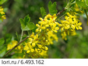 Цветущая смородина золотистая (лат. Ribes aureum) Стоковое фото, фотограф Елена Коромыслова / Фотобанк Лори