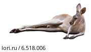 Kangaroo. Стоковое фото, фотограф Яков Филимонов / Фотобанк Лори