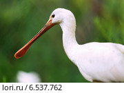Closeup of Eurasian Spoonbill. Стоковое фото, фотограф Яков Филимонов / Фотобанк Лори