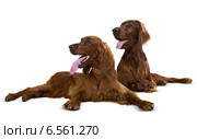 Couple of Irish Setters. Стоковое фото, фотограф Яков Филимонов / Фотобанк Лори
