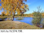 Осенний пейзаж - золотая береза у пруда. Стоковое фото, фотограф Светлана Ильева (Иванова) / Фотобанк Лори